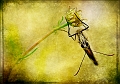 faune_27_06_08 n09